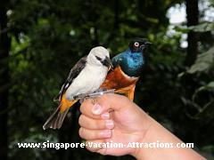 Bird feeding session at Bee-Eater & Starling Chitchat in Singapore's Jurong Bird Park