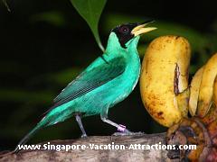 Singapore Jurong Bird Park bird picture