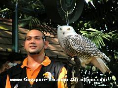 Birds of Prey Show at Singapore Jurong Bird Park