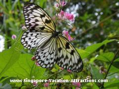 Sentosa Island Butterfly Park and Insect Kingdom