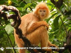Pictures of Golden Lion Tamarin at Singapore Zoo