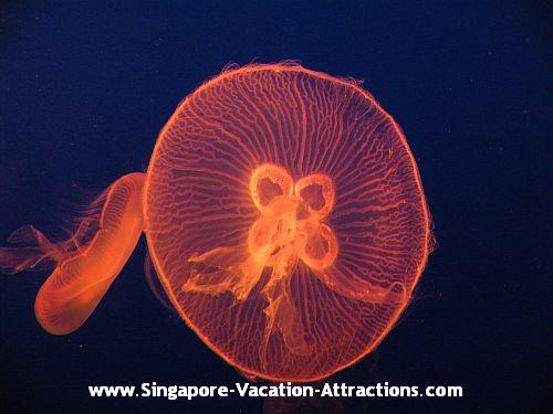 Singapore Underwater World Sentosa