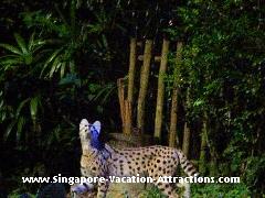 Leopard cat performing at Night Safari animal show