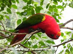 Pictures of Lory at Jurong Bird Park