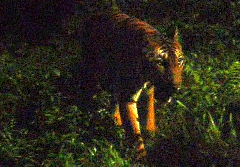 Interesting to see malayan tiger walking around in the night at Singapore Night Safari