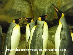 Penguin feeding session at Penguin Expedition in Jurong Bird Park