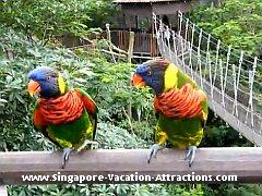 Singapore Jurong Bird Park Lori picture