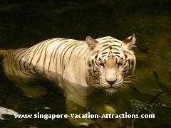 white tiger at singapore zoo