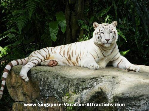 Singapore Zoo's most popular animal, White Bengal Tiger.