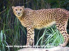 cheetah in singapore zoo