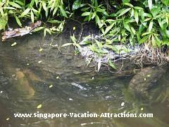 false ghavial singapore zoo