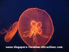 Jellyfish, an amazing sea creature